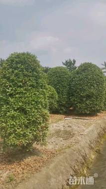 冠幅250厘米桂花球