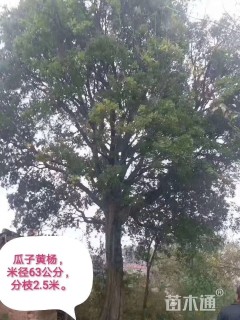 高度1200厘米瓜子黄杨