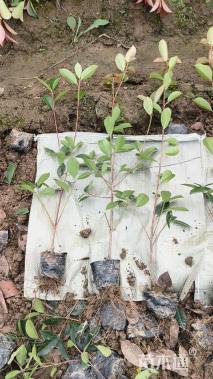 0.3公分红叶石楠