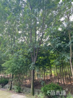 24公分白蜡