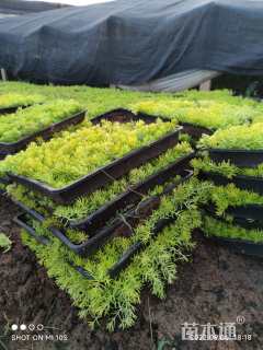 高度10厘米佛甲草