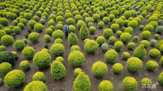 冠幅80厘米亮晶女贞球
