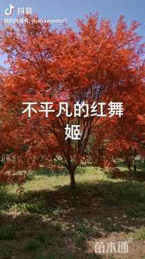 20公分中国红枫