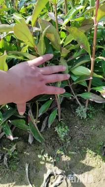 高度40厘米冬青小苗