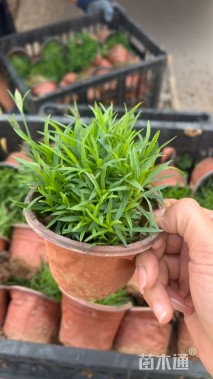 高度20厘米欧石竹