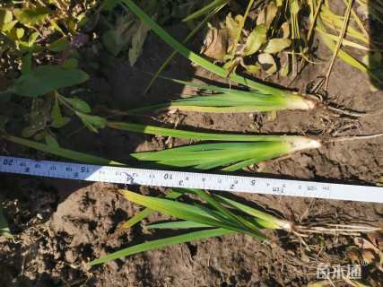 高度40厘米西伯利亚鸢尾