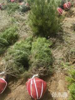高度200厘米白皮松