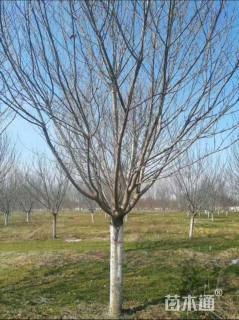 17公分日本晚樱