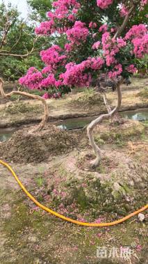 10公分造型紫薇