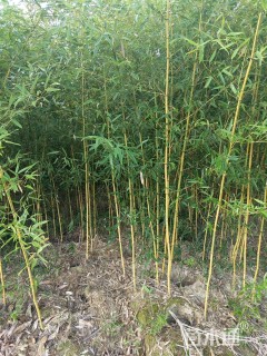 地栽苗金镶玉竹