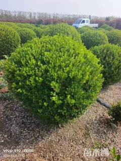 冠幅50厘米小叶黄杨球