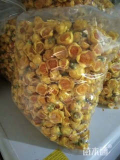 防普金花茶高压苗