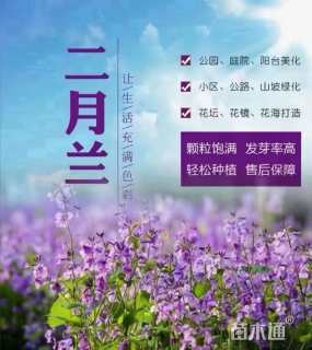 二月兰种子