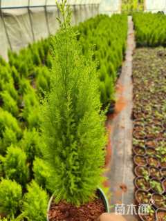 高度30厘米甘松