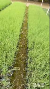 高度23厘米粉黛乱子草