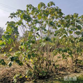 高度400厘米丛生木芙蓉