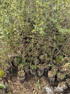 高度50厘米沙棘