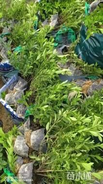 高度25厘米杜鹃