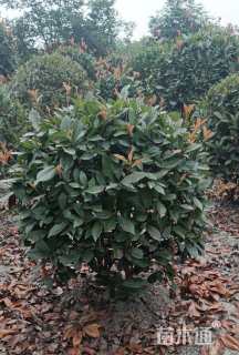 冠幅80厘米红叶石楠球