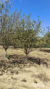 10公分八棱海棠