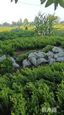 高度30厘米瓜子黄杨