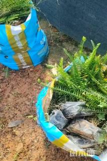 高度50厘米花叶玉蝉花