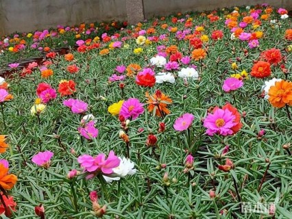 高度25厘米半枝莲