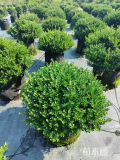 高度80厘米钝齿冬青