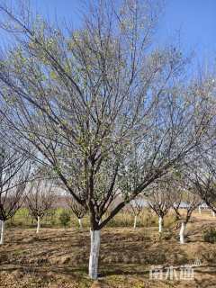 10公分骨里红梅