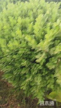 冠幅70厘米瓜子黄杨球