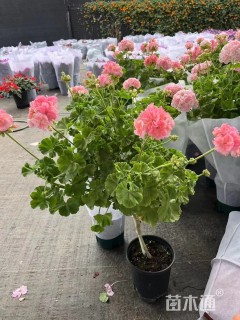高度30厘米天竺葵