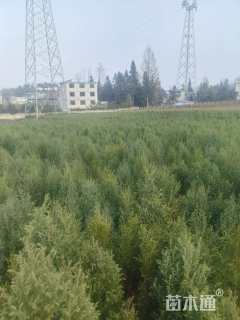 高度100厘米柏木