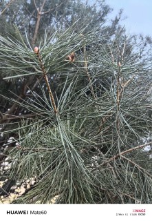 高度300厘米白皮松