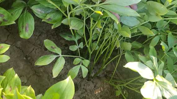 高度50厘米芍药