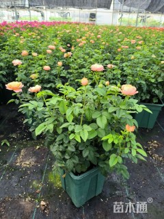 高度25厘米欧洲月季