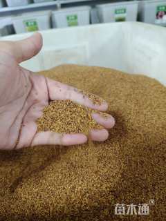 高度10厘米白三叶