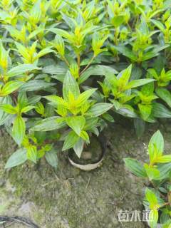 高度40厘米巴西野牡丹