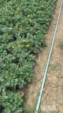 高度25厘米孔雀草