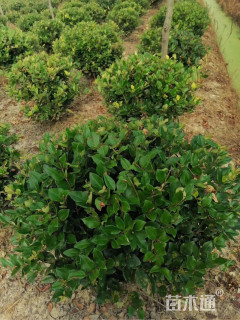 冠幅80厘米金森女贞球