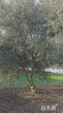 35公分油橄榄