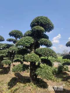 20公分椤木石楠