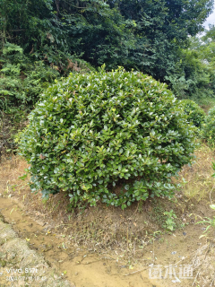 冠幅180厘米大叶黄杨球