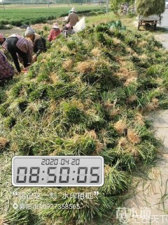 高度15厘米麦冬