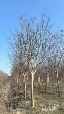 12公分高杆紫薇