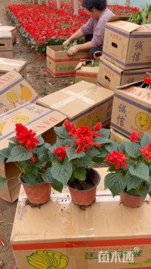 高度30厘米一串红