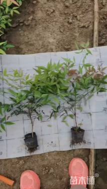 高度30厘米南天竹