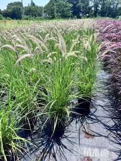 高度40厘米金红羽狼尾草