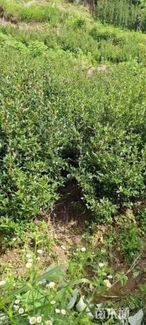 高度300厘米茶梅