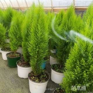 高度60厘米甘松