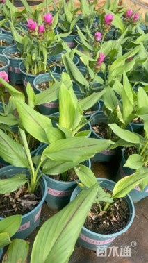 高度30厘米姜荷花